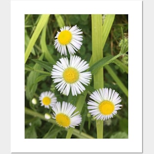 Tiny Wild Daisies 2 Posters and Art